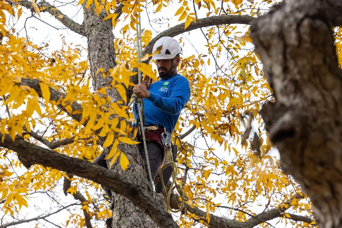 Skilled Tree Transplanting crew working in Elgin
